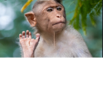 Monke Mafia alt group.