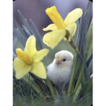 Chicks friends