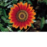 Flowers hehehehe