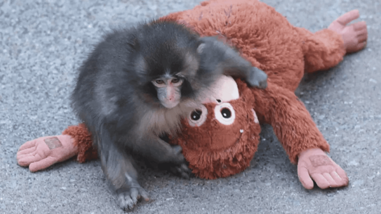 🐵 Punch Monkey 🐵 screenshot 3