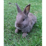 #BunnyRabbits