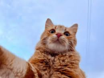 Cat heaven...