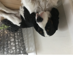 New cat