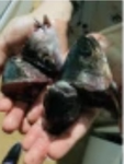 Fish head group