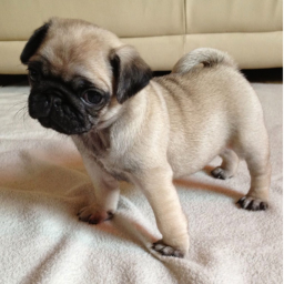 PUGS