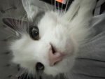Amelia Playz
