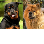 Rottweiler and chow chow group