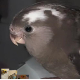 RIP Bird ):