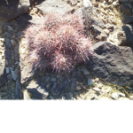 The Tumbleweeds