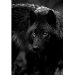 TweeNWolferSPacK