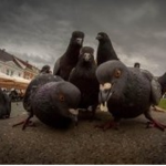 PIGEON GANG B)