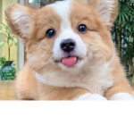 Corgi Kids!