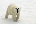 Polar BearTH