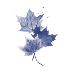 The Blue Maples