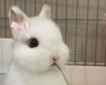 Little bunnies lovers