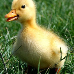 duck's life