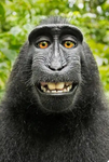 ~!Monkeys!~