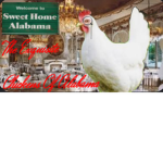The Exquisite Chickens Of Alabama