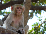 MONKEATBANANAS
