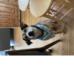 Casey’s furry friend group
