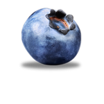 The blueberry groupe de le berrey