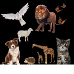 Animalss Clubb