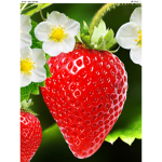 Sweet strawberry’s