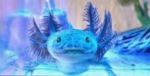 Axolotls62