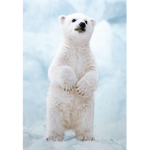CutePolarBear