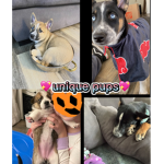 unique pups