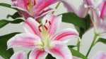 lilys <3