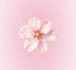 Pastel Pink Blossom