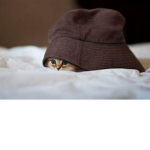 GO KITTY GO KITTY