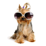 The woofers club