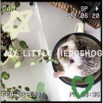 My Little Hedgehog
