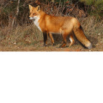 |:|FoX Army|:|