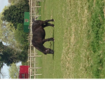 true horse people only!