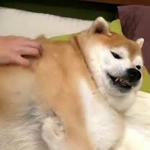 big doge boy xxxx