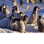 El grupo de pingüinos