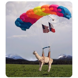1st Alpaca Airborne Division Recruting Acadamy