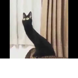 Boring Cats and Dogs place