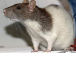 Rats all together