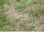 dead grass associated