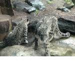 Snooooooow leopards