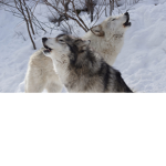 the fan of wolves -_-