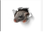 Rats CHARGE