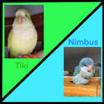 Tiki fan club