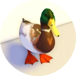 Duck