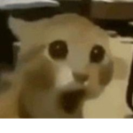 Whomst'd've