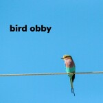 bird obby (penguin update)